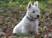 Pershing - west highland white terrier