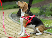 Bimber - beagle
