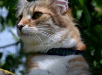 Hedda - kot norweski leśny