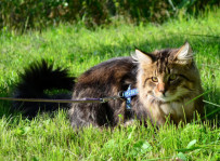 Ianto - kot norweski leśny