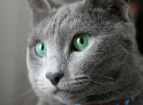 Leeloo - kot rosyjski niebieski