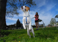 Piorun - jack russell terrier